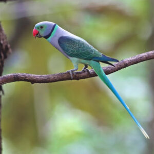 Parakeet in the western ghats of Goa