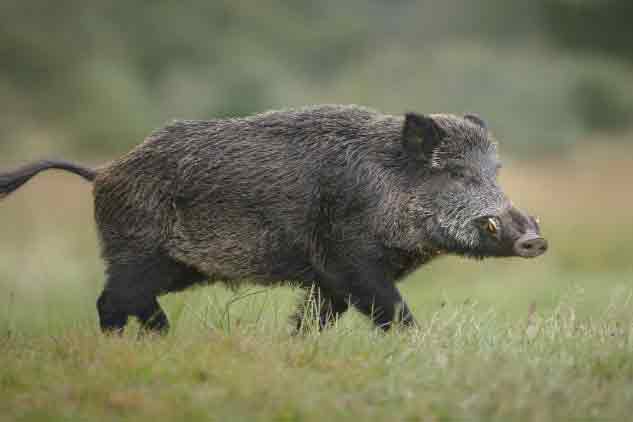 Toxic-wild-boar-meat-may-have-hospitalised-family_wrbm_large